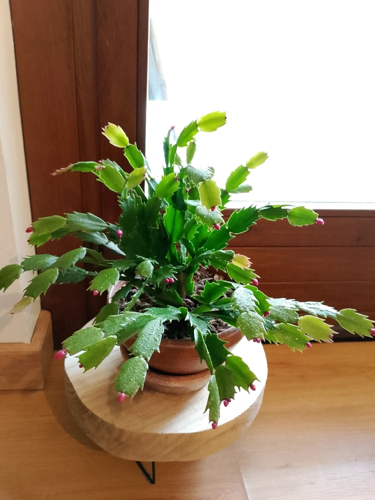 GIF caricata da Dαηιℓσ