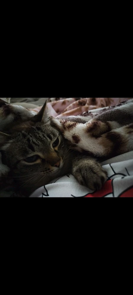 O único xodó que a gente tem