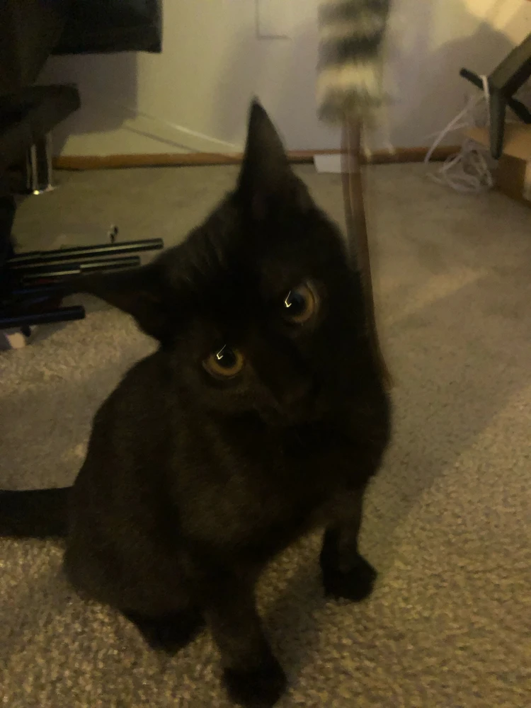 Image uploaded by Vic