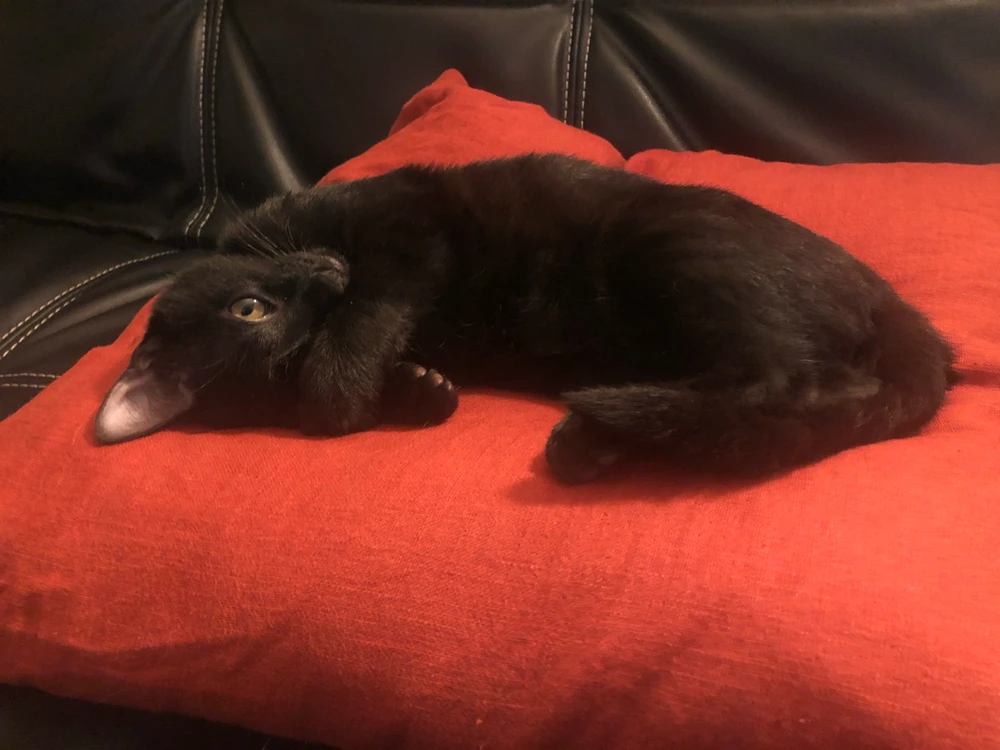 Image uploaded by Vic