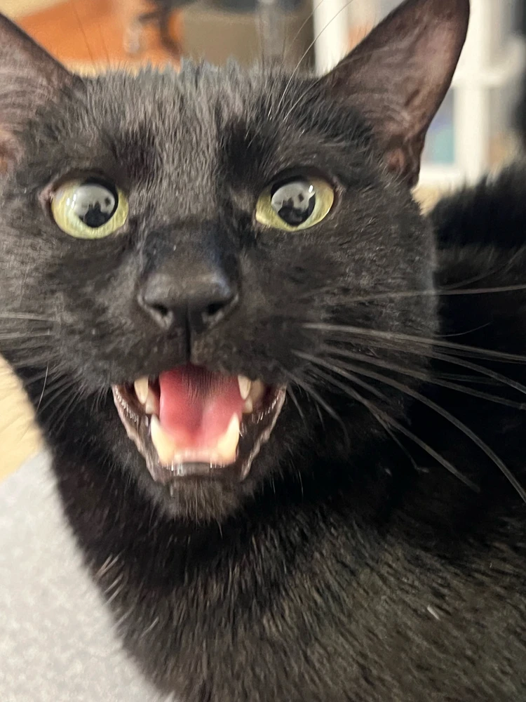 Image uploaded by Vic