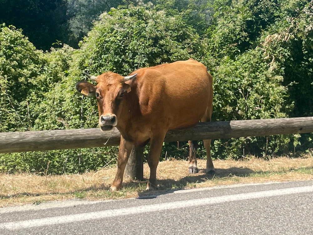 GIF caricata da Andrea