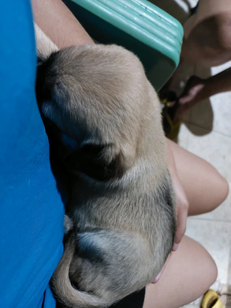 Cachorro filhote de uma viagem aí
