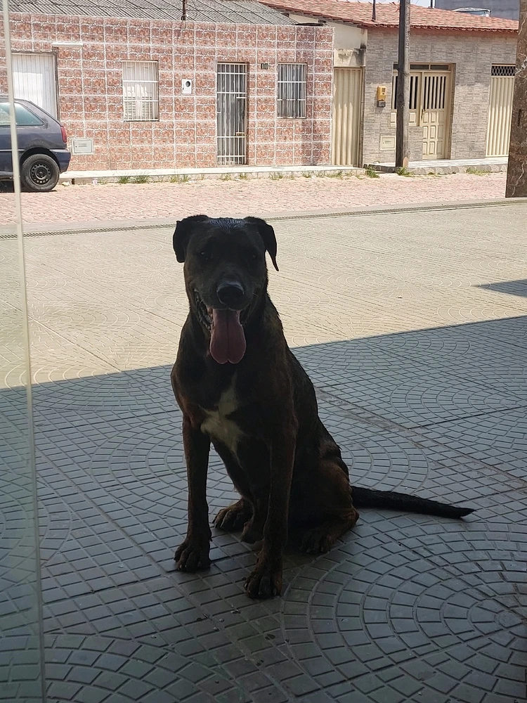 esse bicho era um monstro de grande