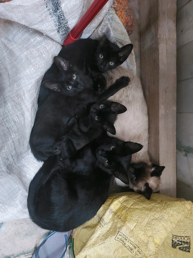 Venite fair, zuzu, baby Ramon, baby Raul e baby Romeu (RIP)