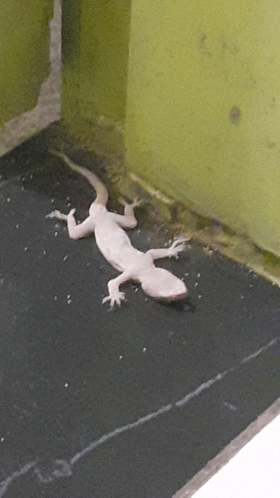 Fotos de alguns animais que tirei (meus e não meus)