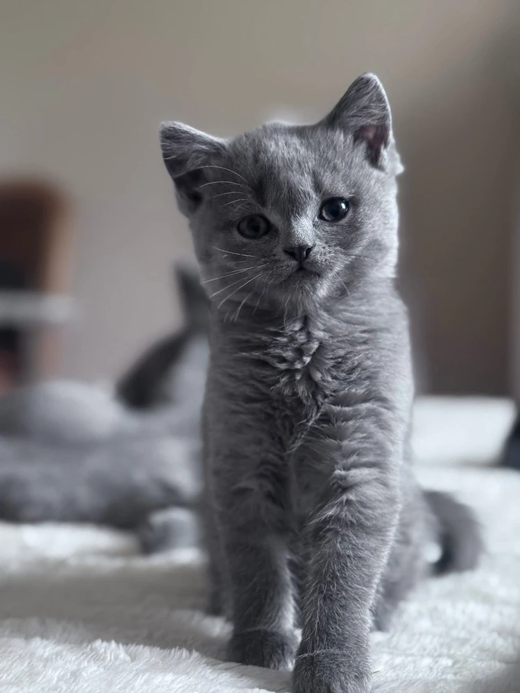 GIF încărcat de Carlos