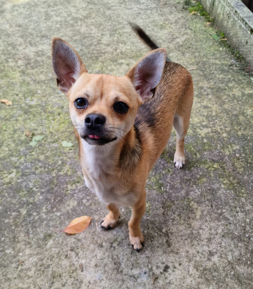 Do you like Alfie 🥰