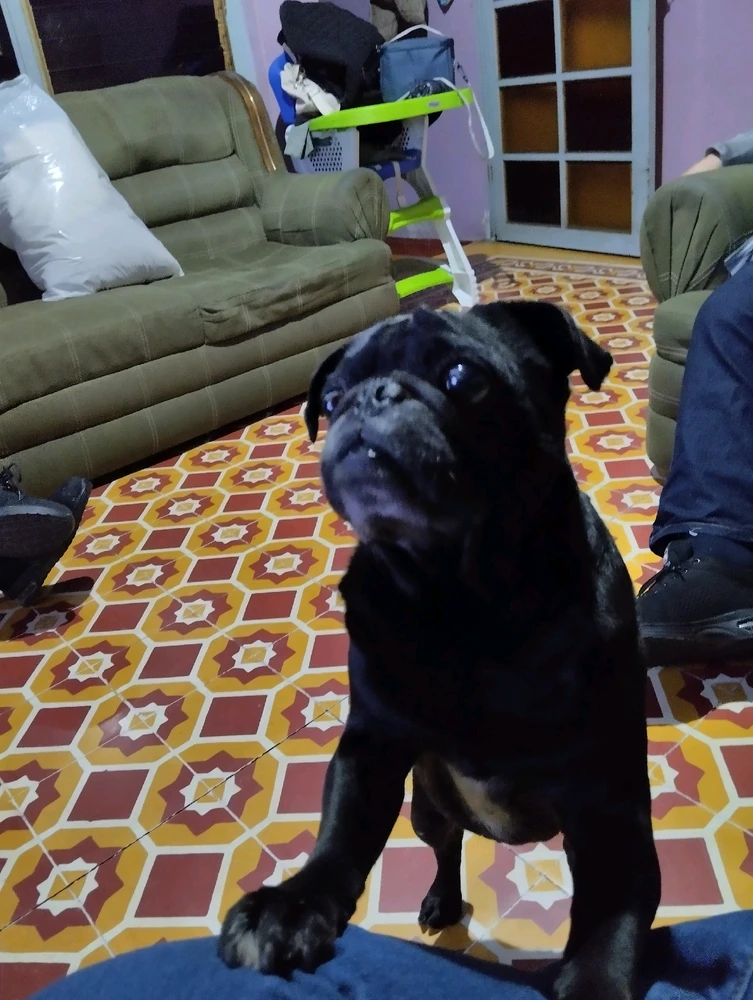 Perro chantajista busca comida