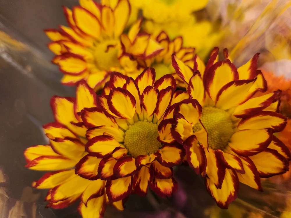 May your day begin with a smile 
on your face, calm in your mind, 
warmth in your heart, and joy in 
your soul... 
May your cup overflow with 
gratitude, love and pure 
awesomeness today and 
forever...
🌼🧡🤎🌼🤎🧡🌼🧡🤎🌼🤎💛🌼