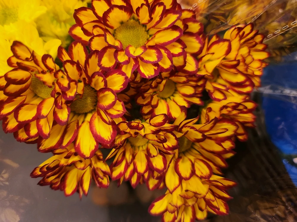 May your day begin with a smile 
on your face, calm in your mind, 
warmth in your heart, and joy in 
your soul... 
May your cup overflow with 
gratitude, love and pure 
awesomeness today and 
forever...
🌼🧡🤎🌼🤎🧡🌼🧡🤎🌼🤎💛🌼