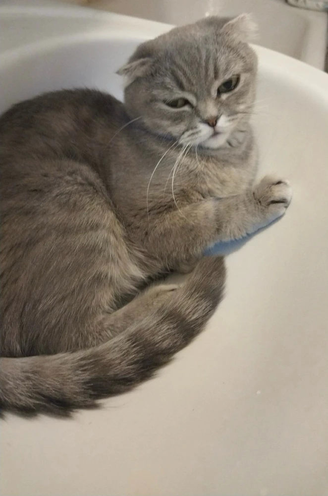 GIF încărcat de Alexandru