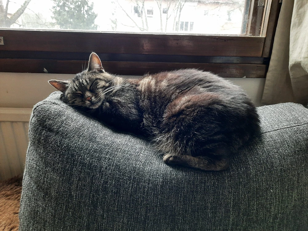 Pearl shaped cat 🍐