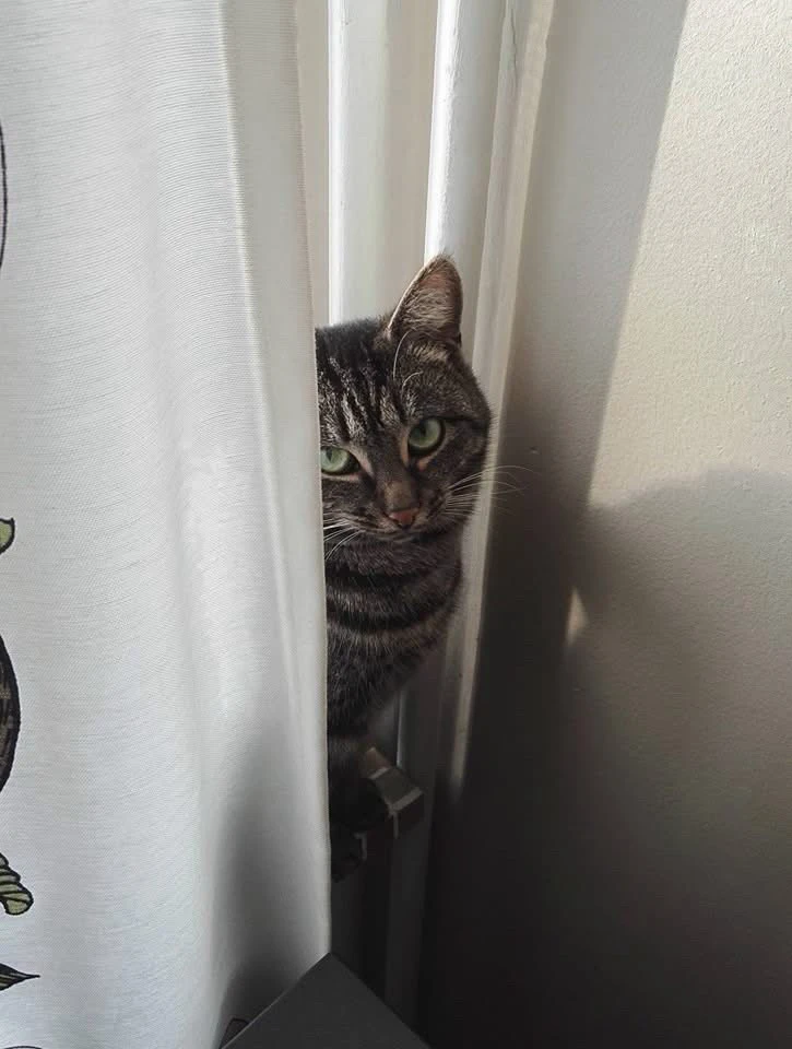 Pearl shaped cat 🍐