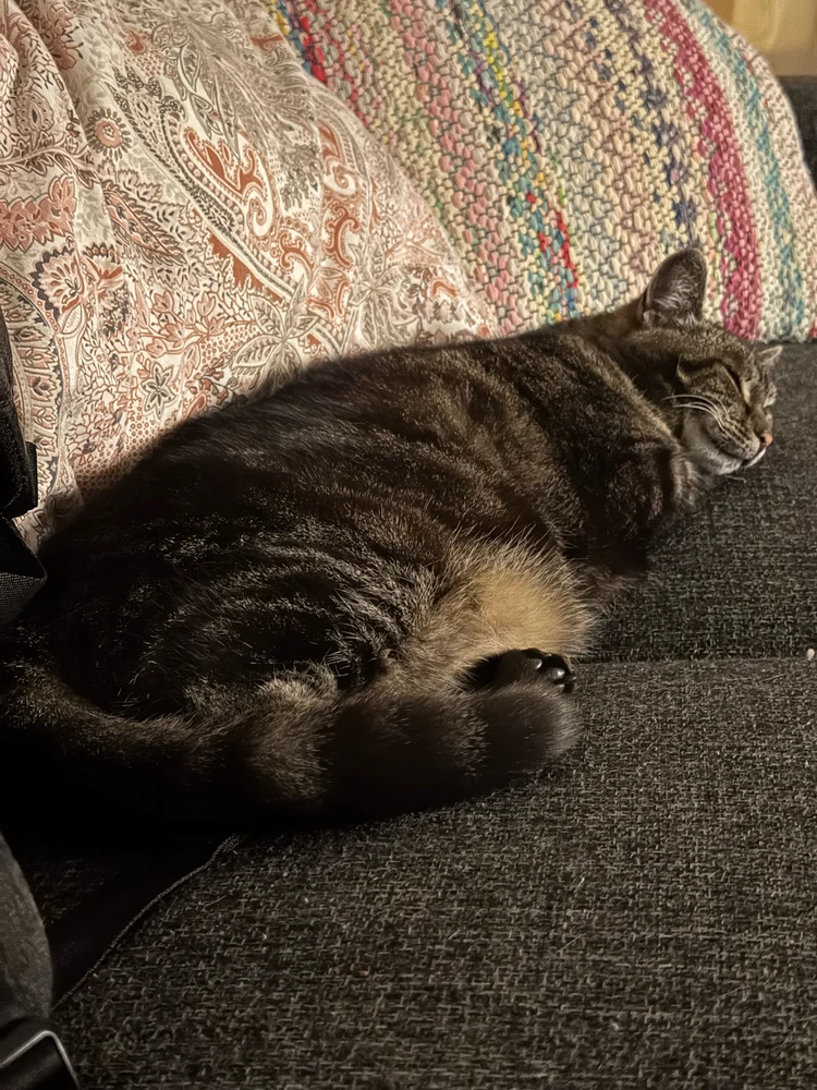 Pearl shaped cat 🍐