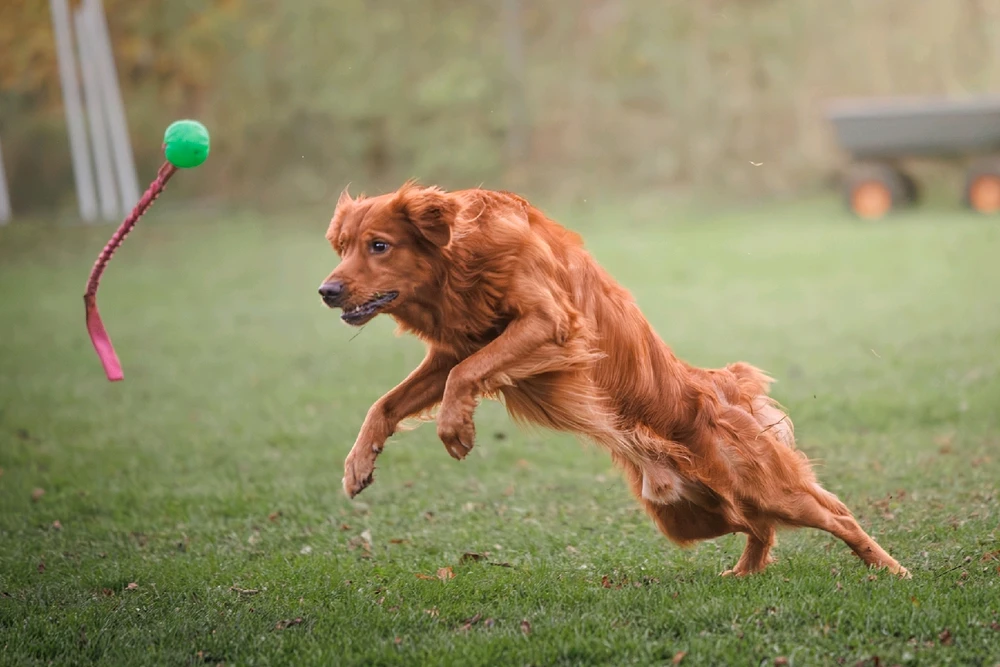 GIF uppladdad av Nathalie