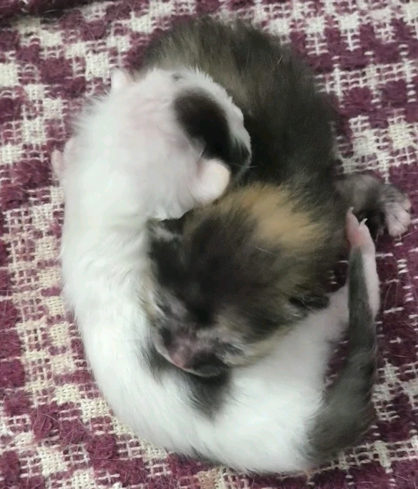 Imagem enviada por Nicole