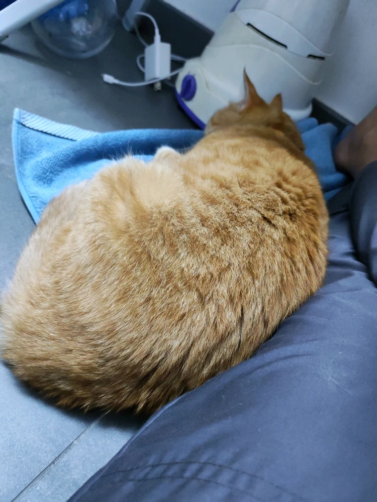 GIF uploaded by My Chiara