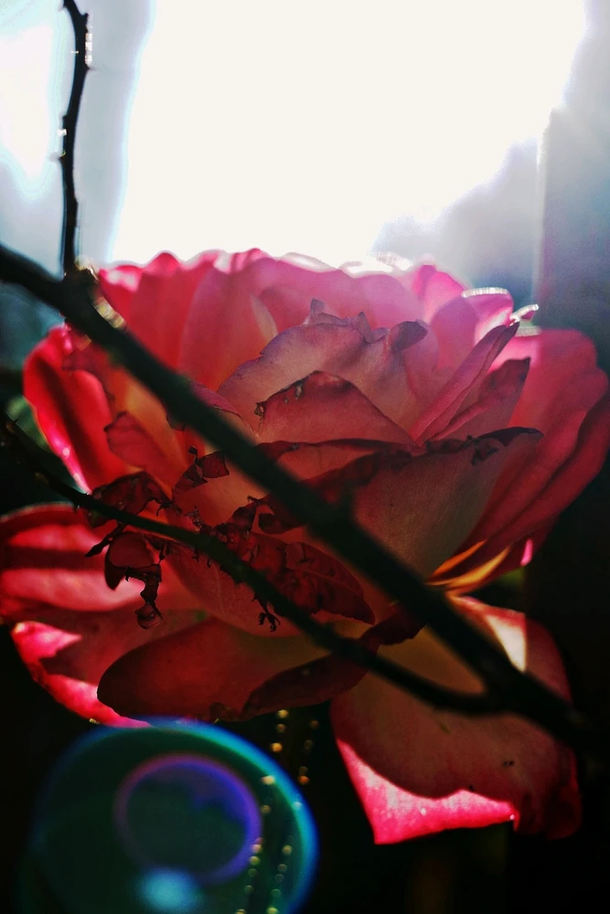 Imagine încărcată de Alex