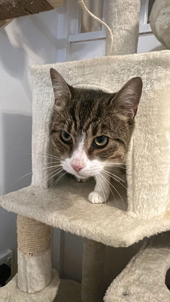 Image uploaded by Umar R