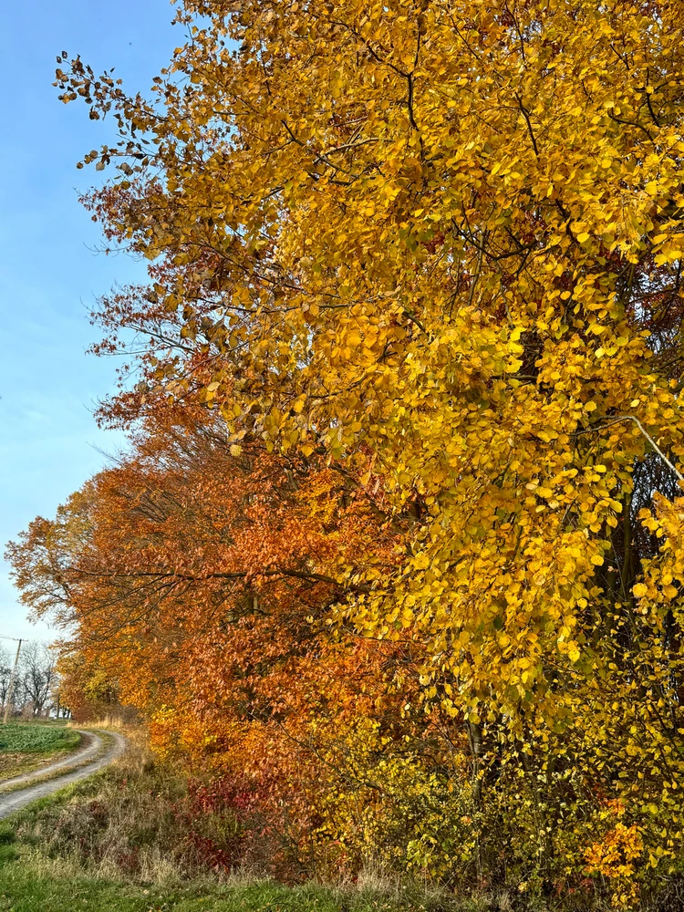 Który kolor najlepiej oddaje Twój nastrój dziś?