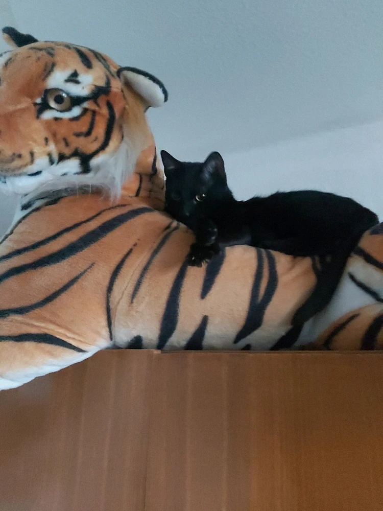 GIF uploaded by Dorota