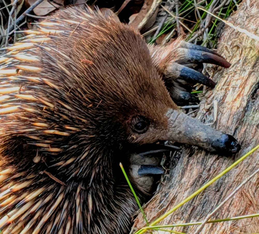 GIF diunggah dening Chris