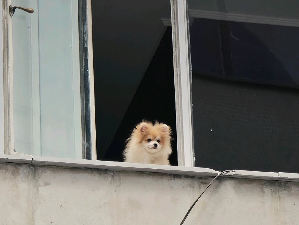 Sofí上传的GIF