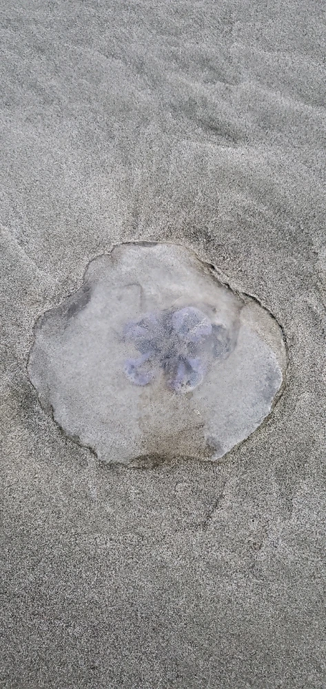 Image uploaded by Conlan