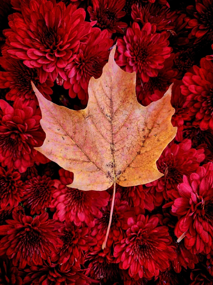 GIF uploaded by Joy