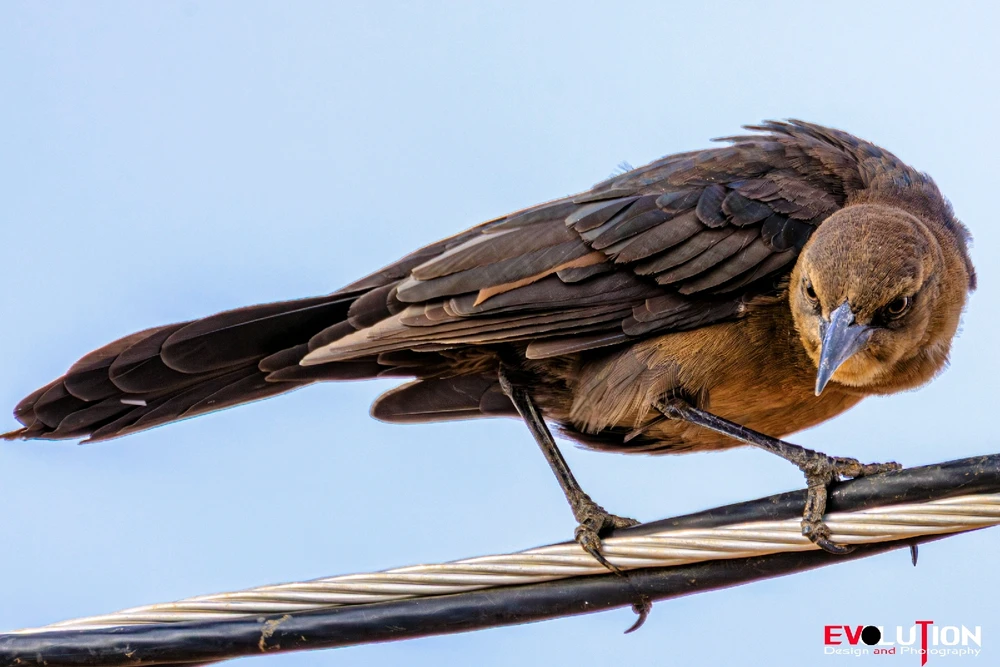 Image uploaded by Richard