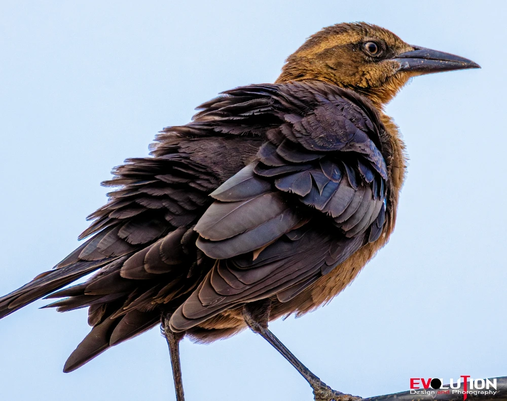 Image uploaded by Richard