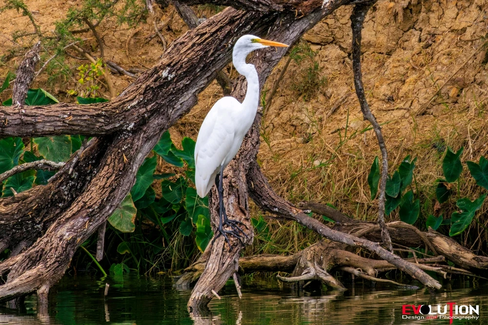 Image uploaded by Richard