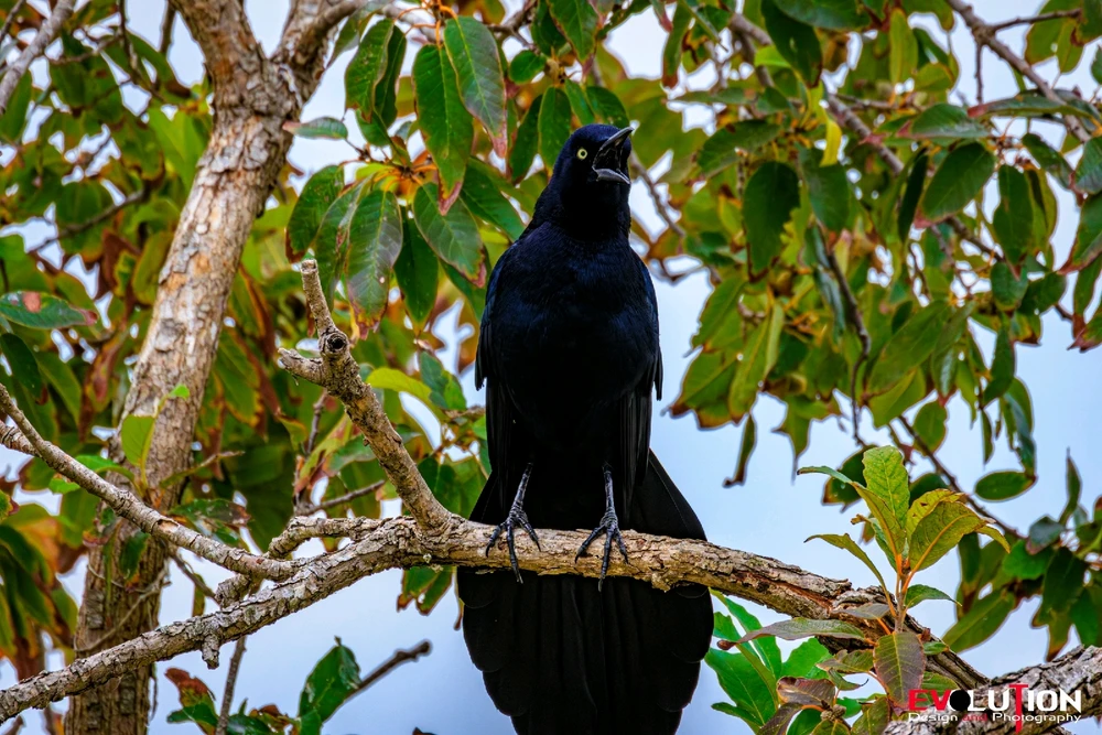 Image uploaded by Richard