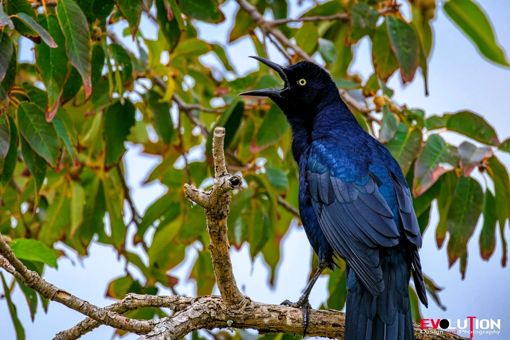 Image uploaded by Richard