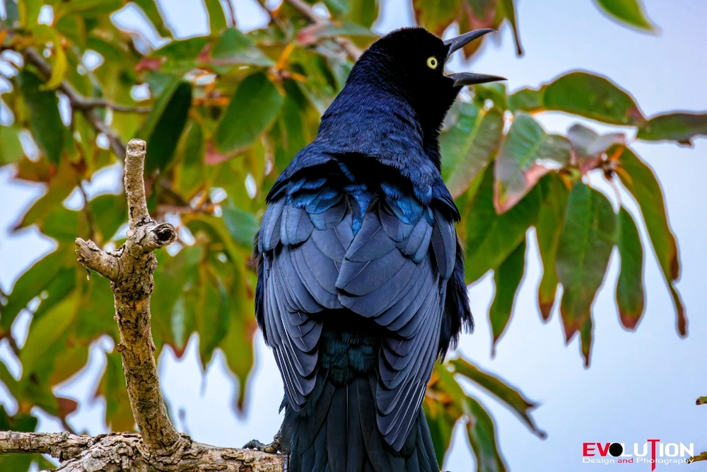 Image uploaded by Richard