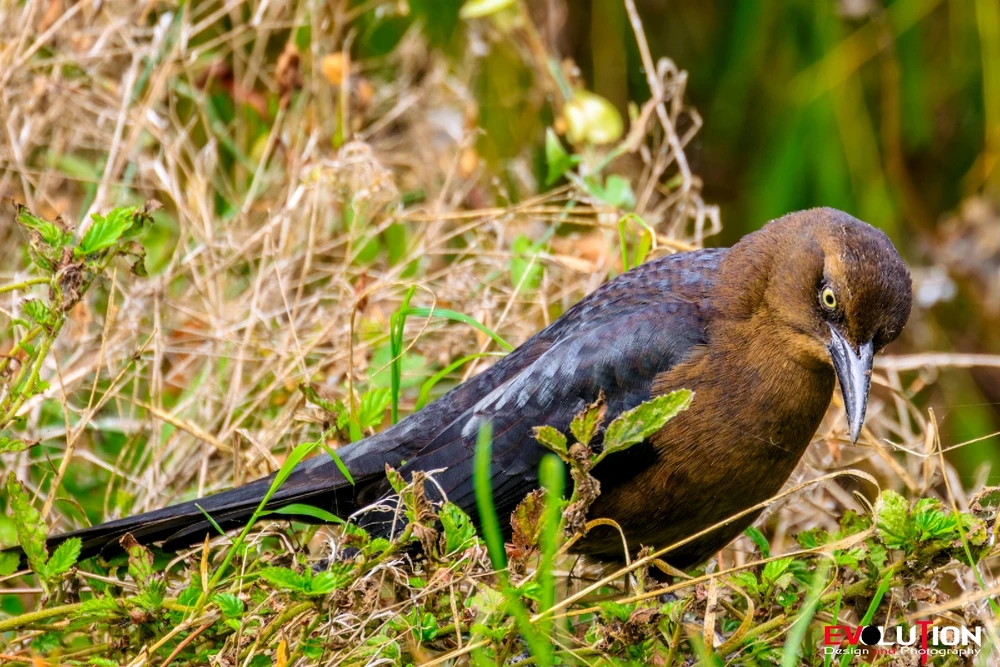 Image uploaded by Richard