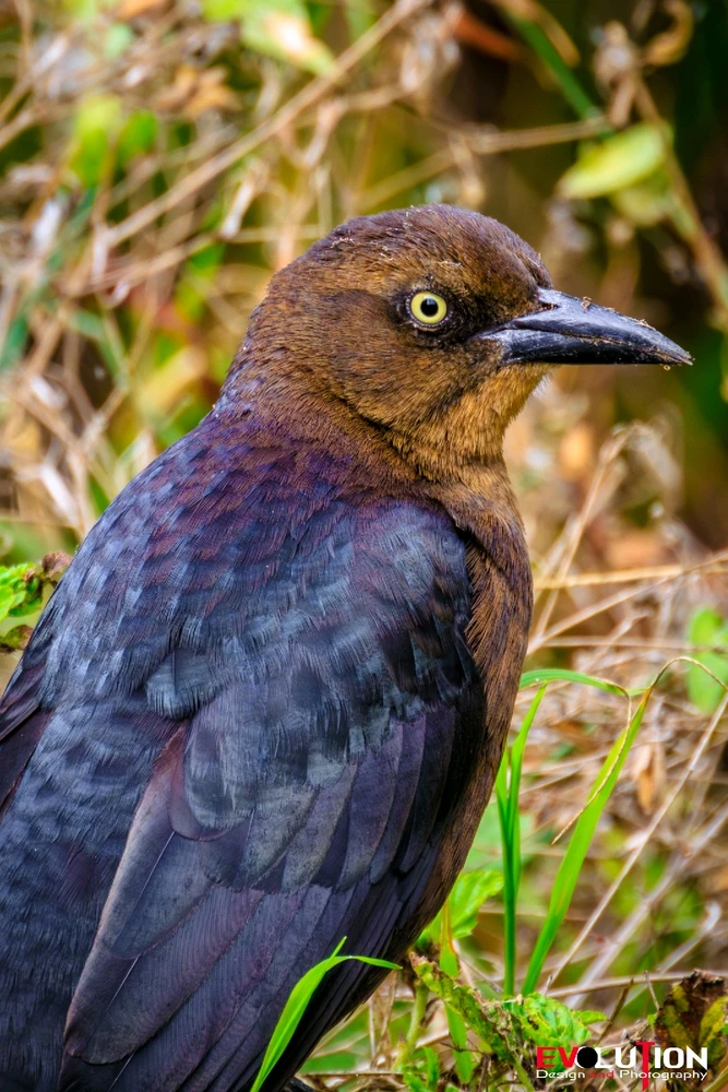 Image uploaded by Richard