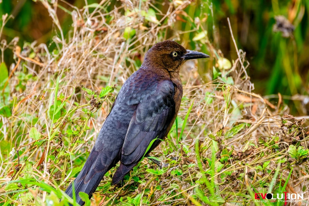 Image uploaded by Richard