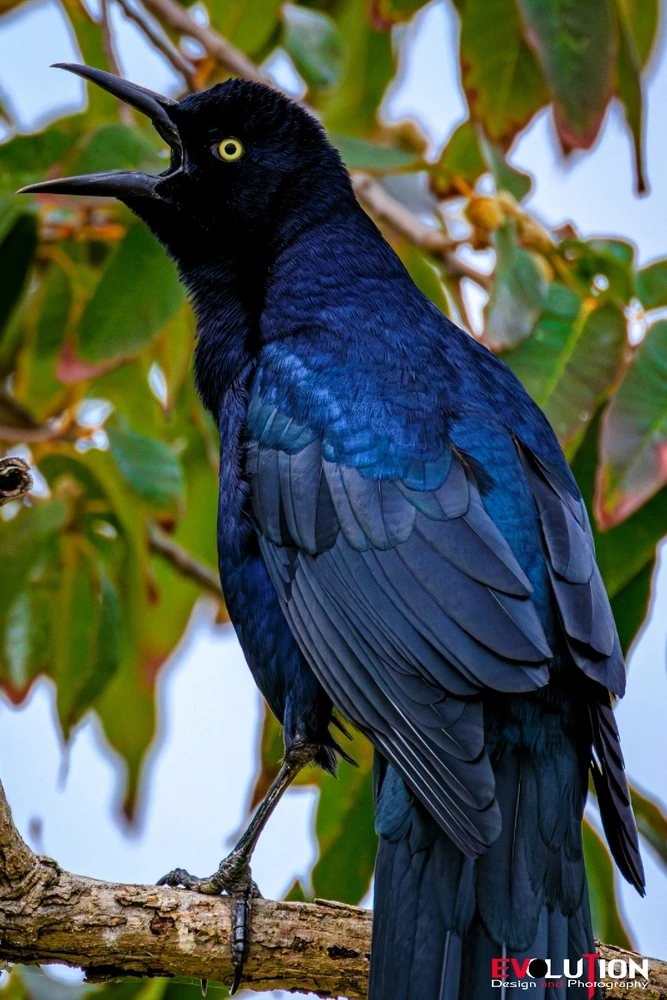 Image uploaded by Richard