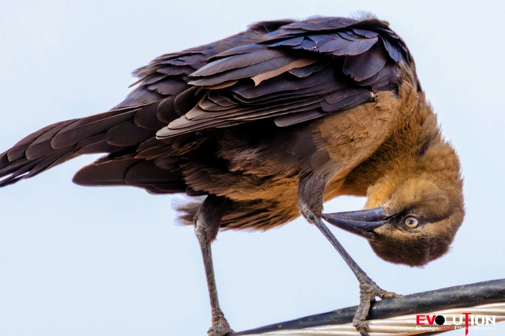 Image uploaded by Richard