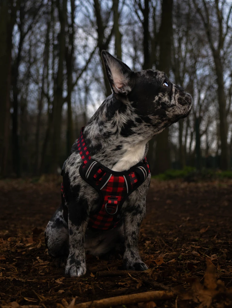 Des passionné de photo ici ?