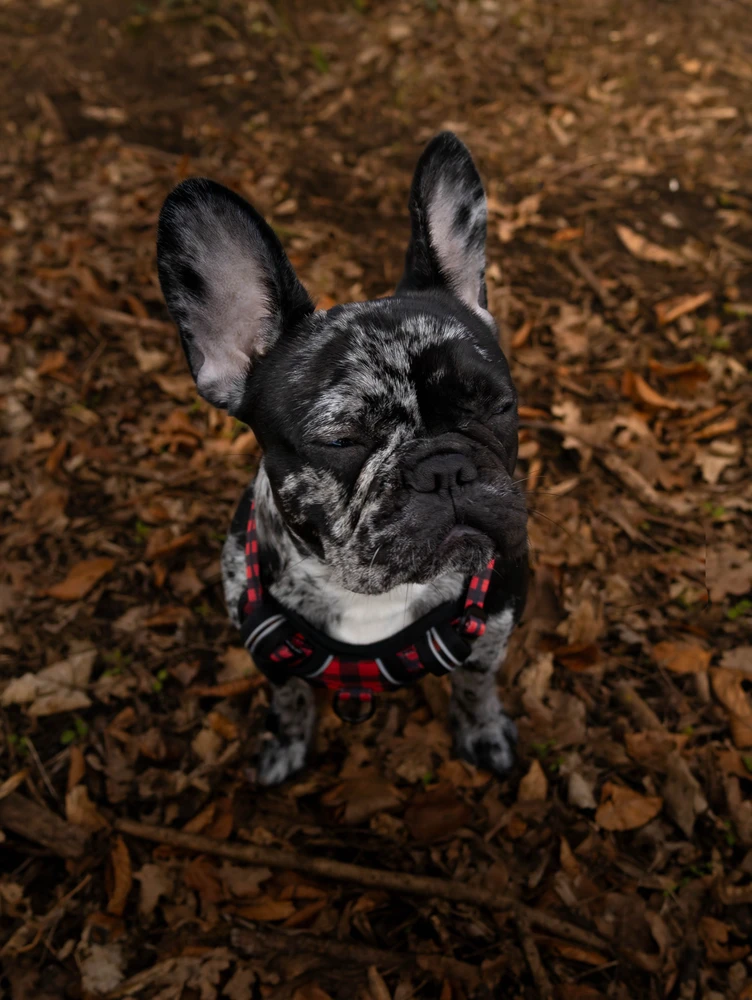 Des passionné de photo ici ?