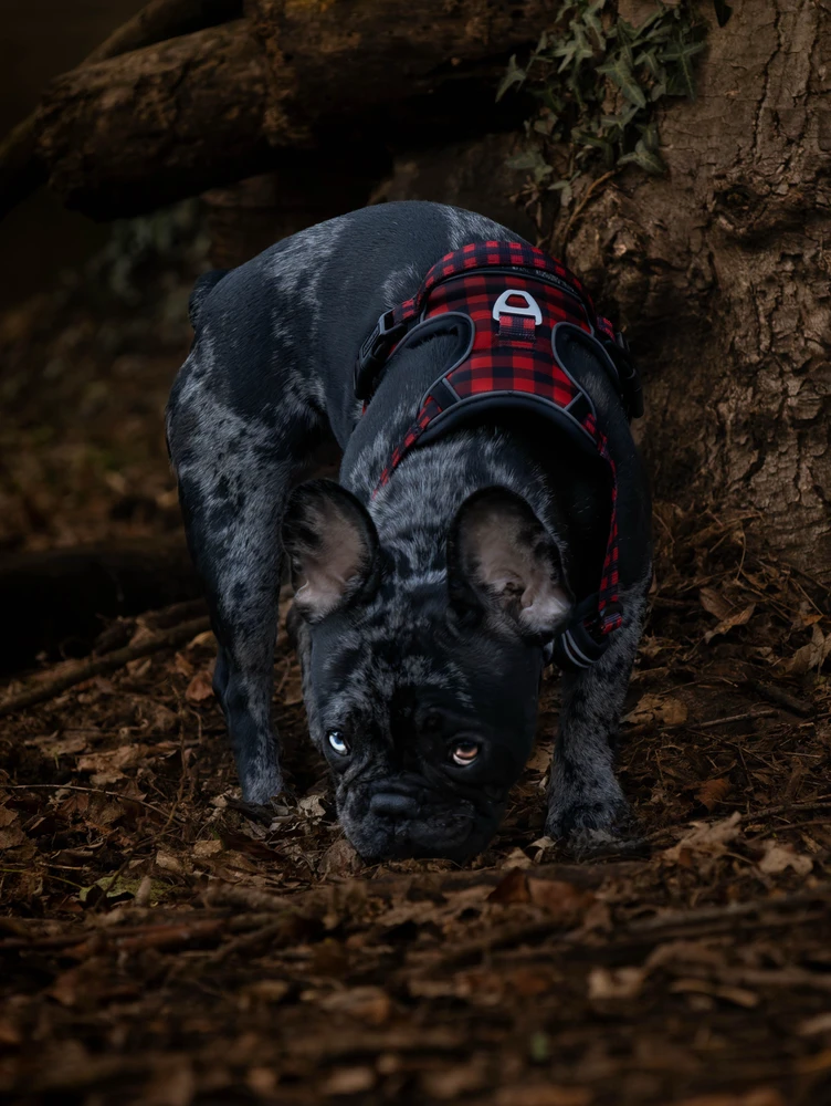 Des passionné de photo ici ?