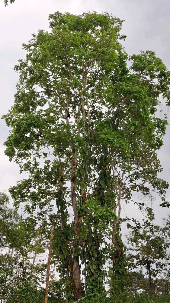 🚜👨🏻🌾❤️🐒