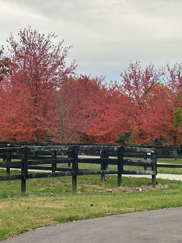 Image uploaded by Vincent