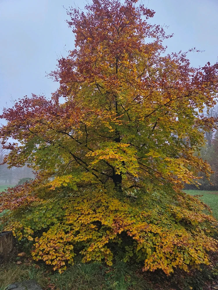 Obrázek nahrál Peťule