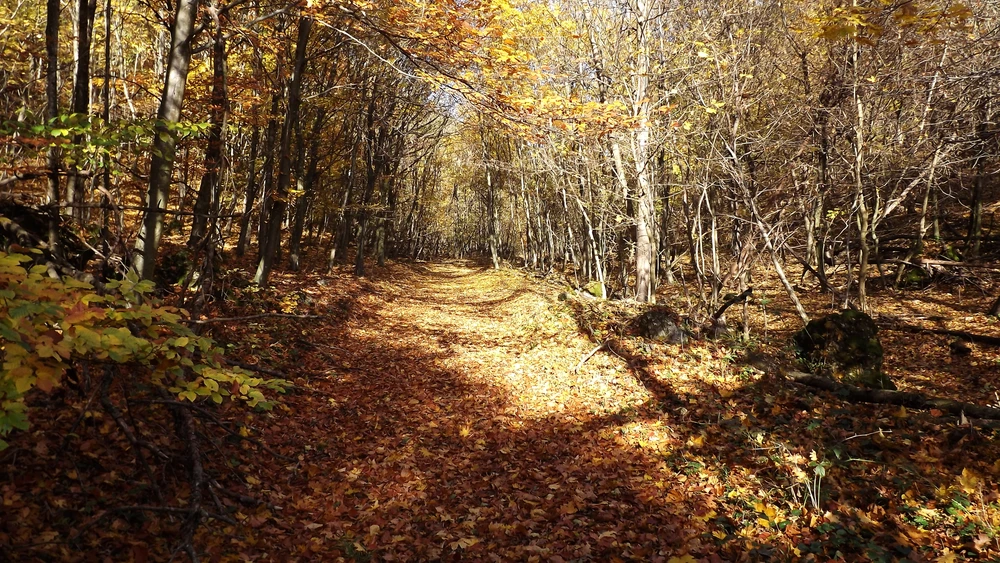 László által feltöltött kép