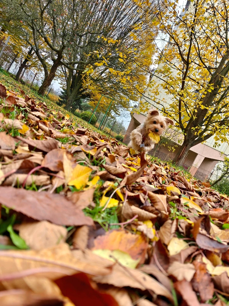 Obrázek nahrál Radka