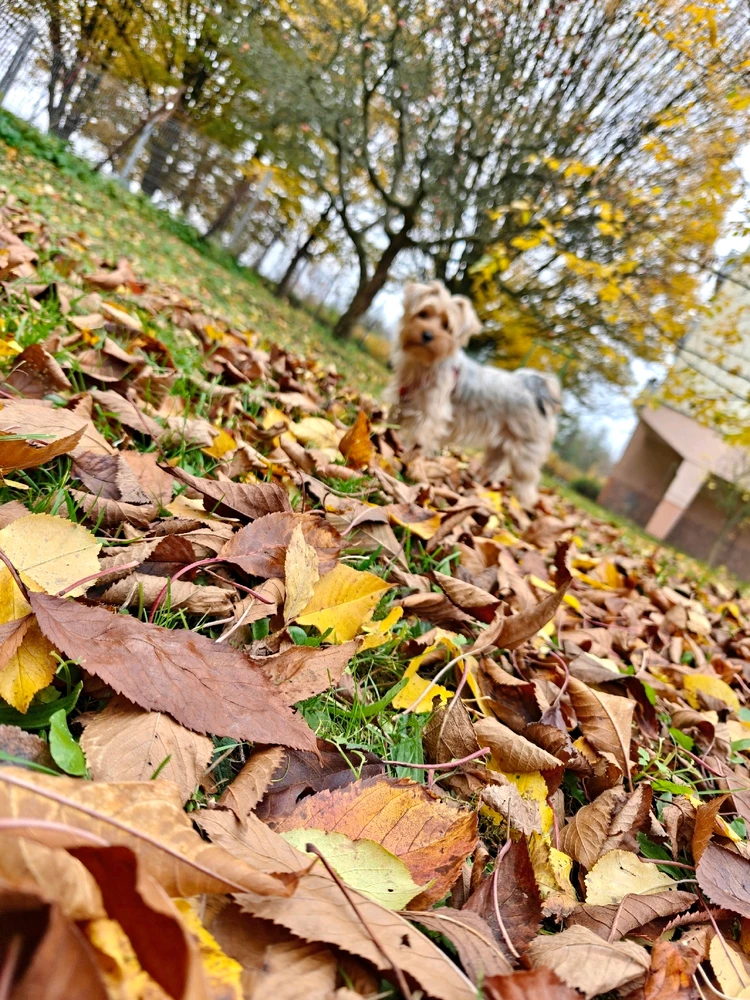 Obrázek nahrál Radka